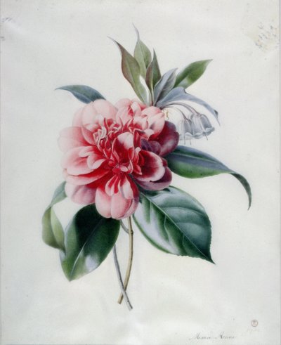 Kamelie von Marie Anne